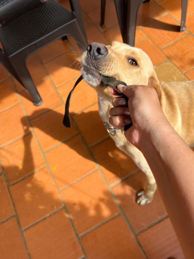 Hostal Villa San Rafael バリチャラ エクステリア 写真