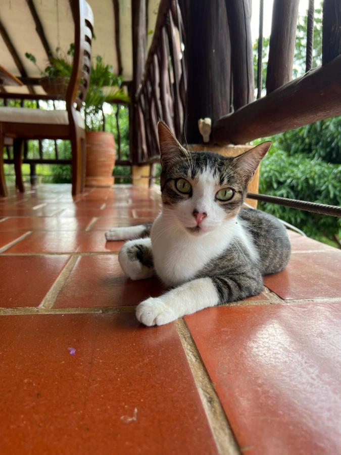 Hostal Villa San Rafael バリチャラ エクステリア 写真