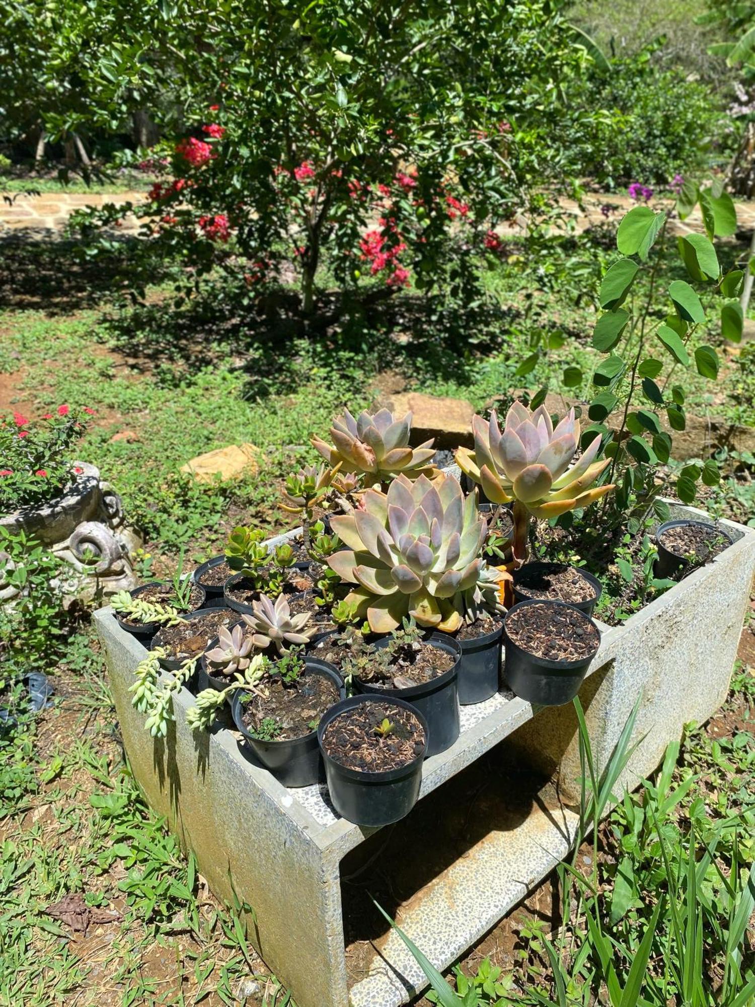 Hostal Villa San Rafael バリチャラ エクステリア 写真