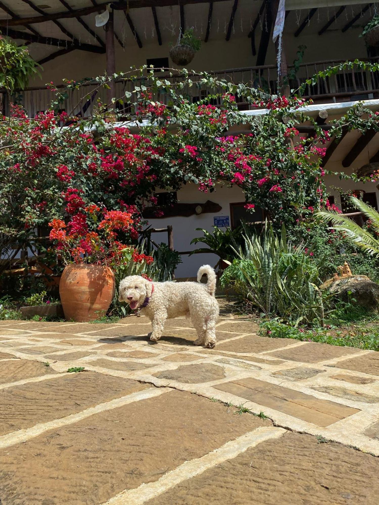 Hostal Villa San Rafael バリチャラ エクステリア 写真